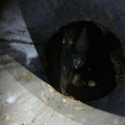 初、イカメタル