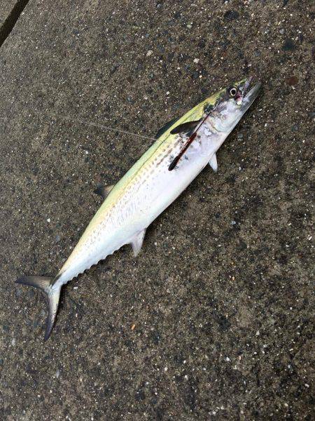 ポーアイ沖堤ショアジギング