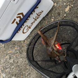 マイポイントでオクトパッシング