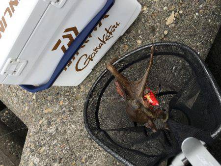 マイポイントでオクトパッシング