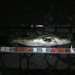 大型シーバスゲット