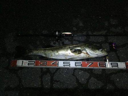 大型シーバスゲット