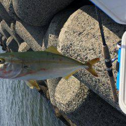 タコ調査第二弾