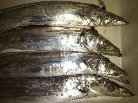 テンヤでタチウオ