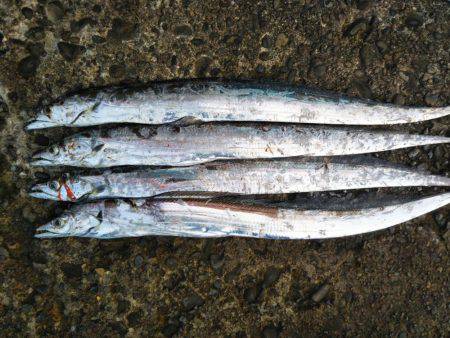 テンヤでタチウオ