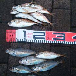 アジング+フラットフィシュ