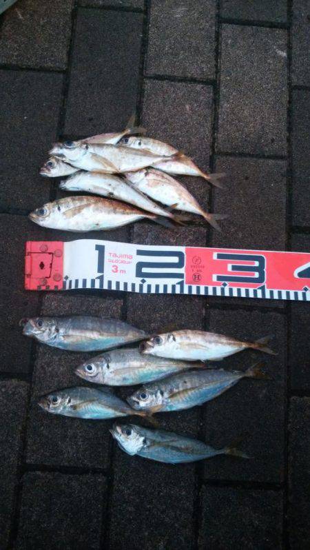 アジング+フラットフィシュ