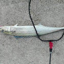 ショアジギング