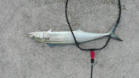 ショアジギング