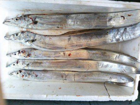 阿南市の辰巳でタチウオテンヤ