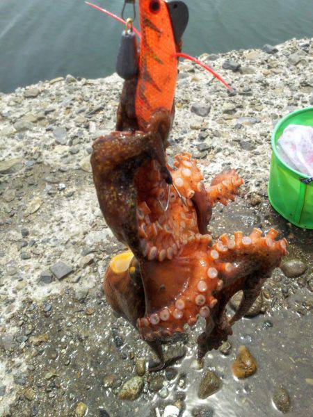 タコ釣り