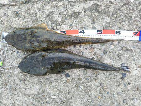 阿南市の辰巳周辺でマゴチ