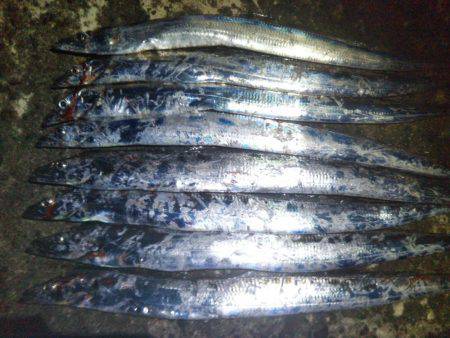 阿南市の辰巳でタチウオテンヤ