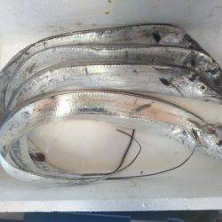 阿南市の辰巳でタチウオとヒラメ