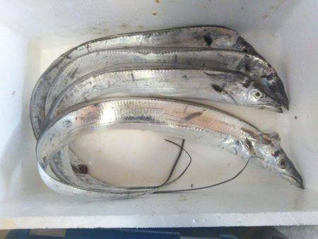 阿南市の辰巳でタチウオとヒラメ