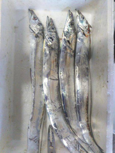 阿南市の辰巳でタチウオテンヤ