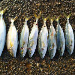 阿南市の辰巳でツバスとシオ