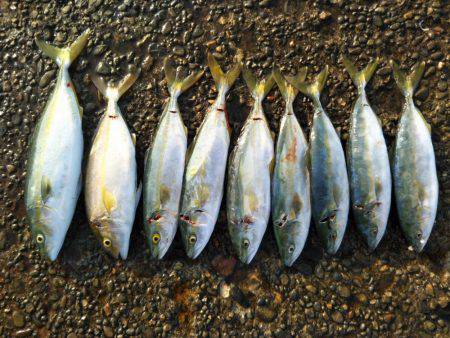 阿南市の辰巳でツバスとシオ