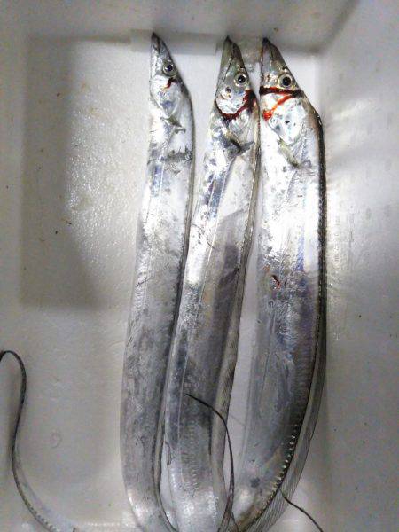 阿南市の辰巳でタチウオとツバス