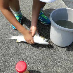 ボラが釣れるとは！