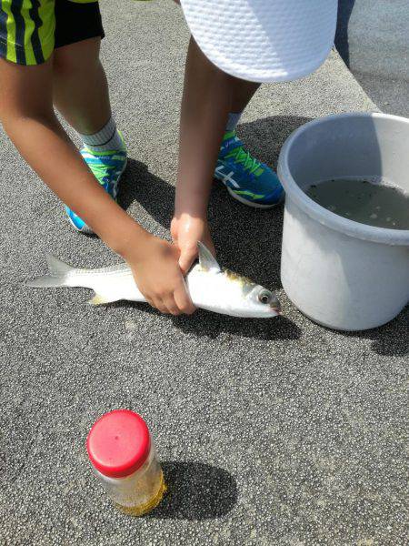 ボラが釣れるとは！