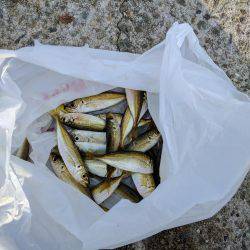 夏の小アジ釣り日和