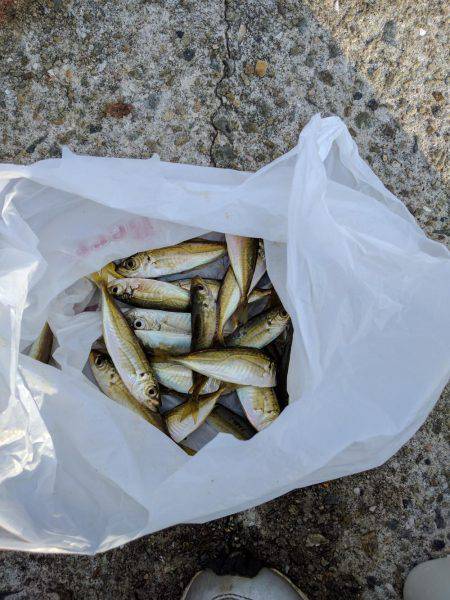 夏の小アジ釣り日和