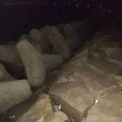 ジグサビキとメバル終了