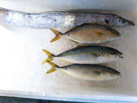 阿南市の辰巳でタチウオテンヤとツバス