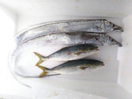 阿南市の辰巳でタチウオとツバス