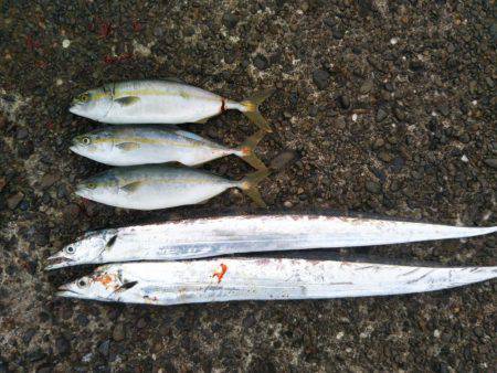 阿南市の辰巳でタチウオとツバス