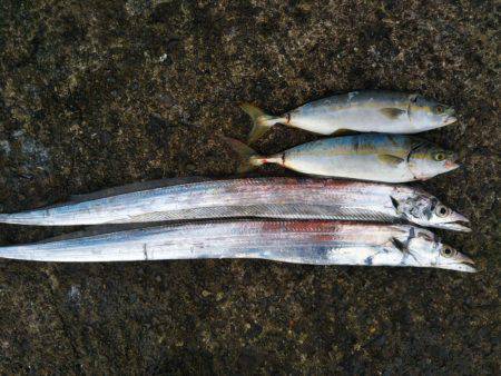 阿南市の辰巳でタチウオとツバス