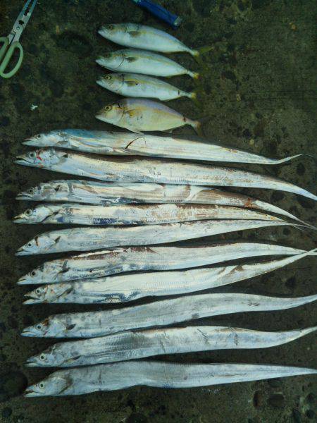 阿南市の辰巳でタチウオとツバスとシオ