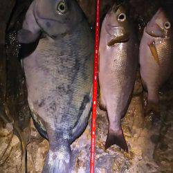 ひさびさのフカセ釣り