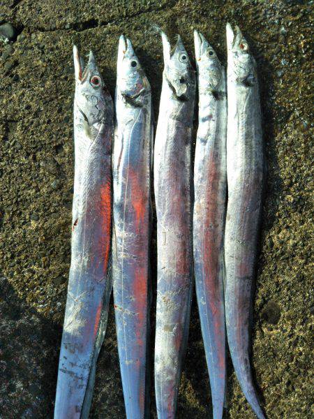 阿南市の辰巳でタチウオテンヤ