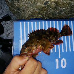 ガシラに会いに