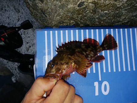 ガシラに会いに