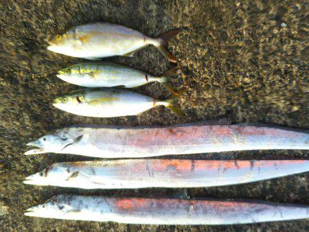 阿南市の辰巳でタチウオとツバスとシオ