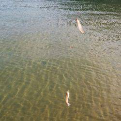 久しぶりの和歌山