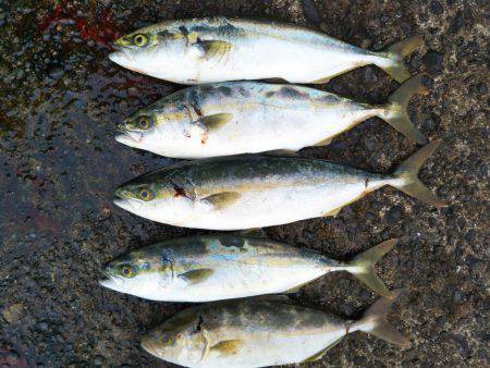 阿南市の辰巳でツバスとシオ