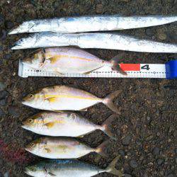 阿南市の辰巳でタチウオとツバスとシオ