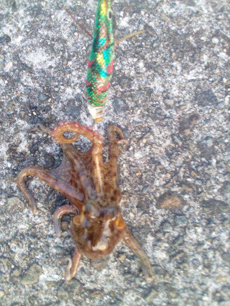 タコのシーズン始まってますよ！