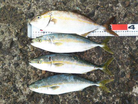 阿南市の辰巳でツバスとシオ