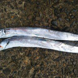 阿南市の辰巳でタチウオとマゴチ