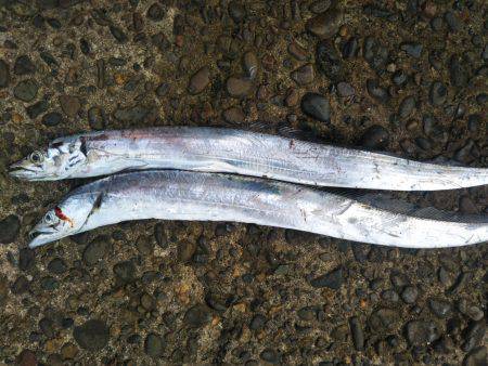 阿南市の辰巳でタチウオとマゴチ