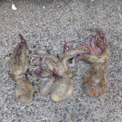 泉ダコを釣るならここがおすすめです。