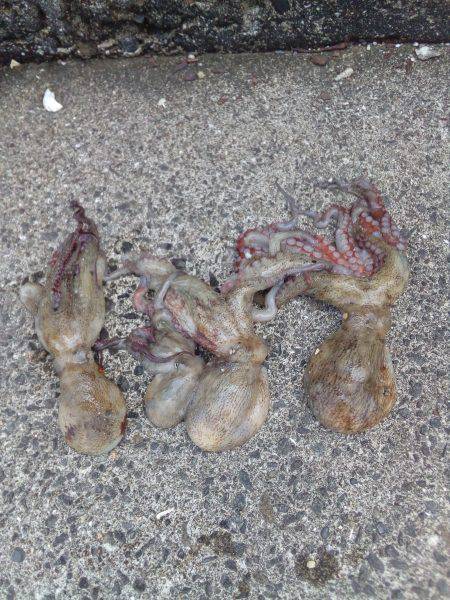 泉ダコを釣るならここがおすすめです。