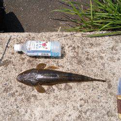 アジング+フラットフィシュ