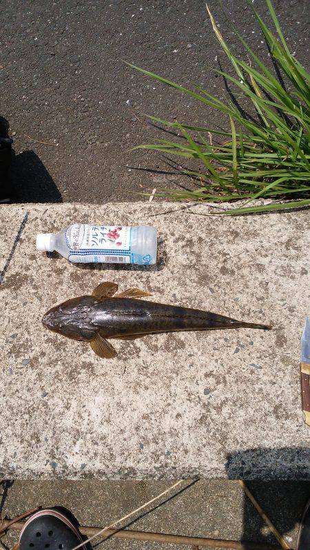 アジング+フラットフィシュ