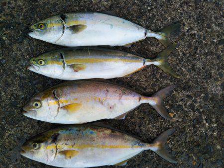 阿南市の辰巳でツバスとシオ